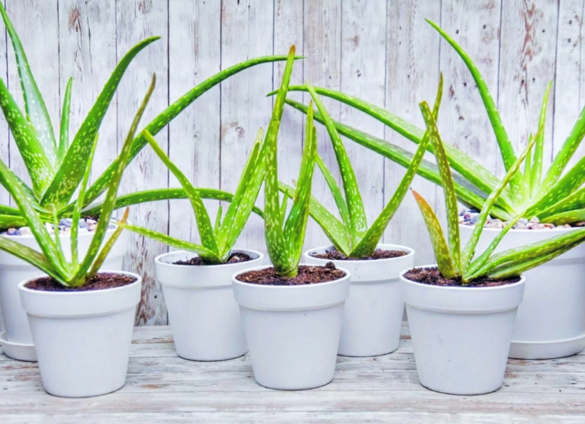 grow aloe vera