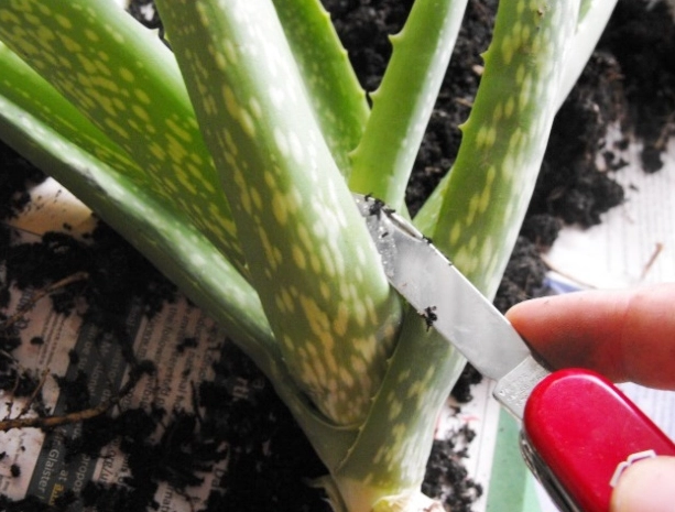aloe vera plant tips