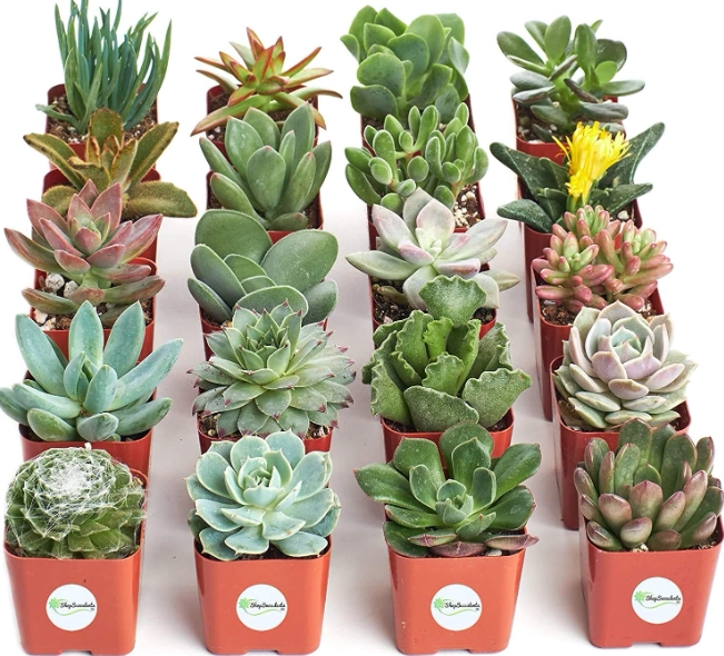 best small succulents for beginners best small succulents for beginners