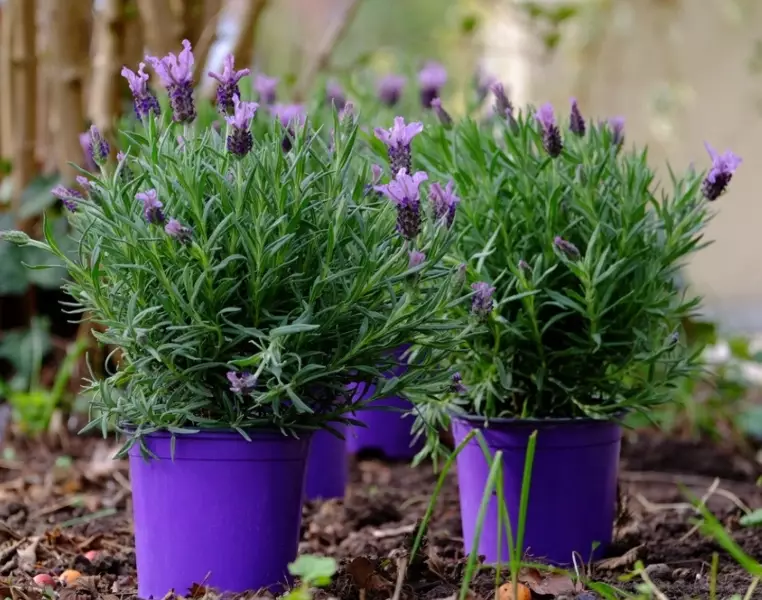 growing lavender in containers growing lavender in containers