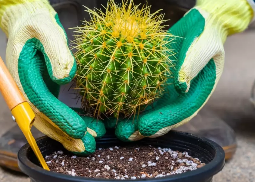 how to make cactus soil