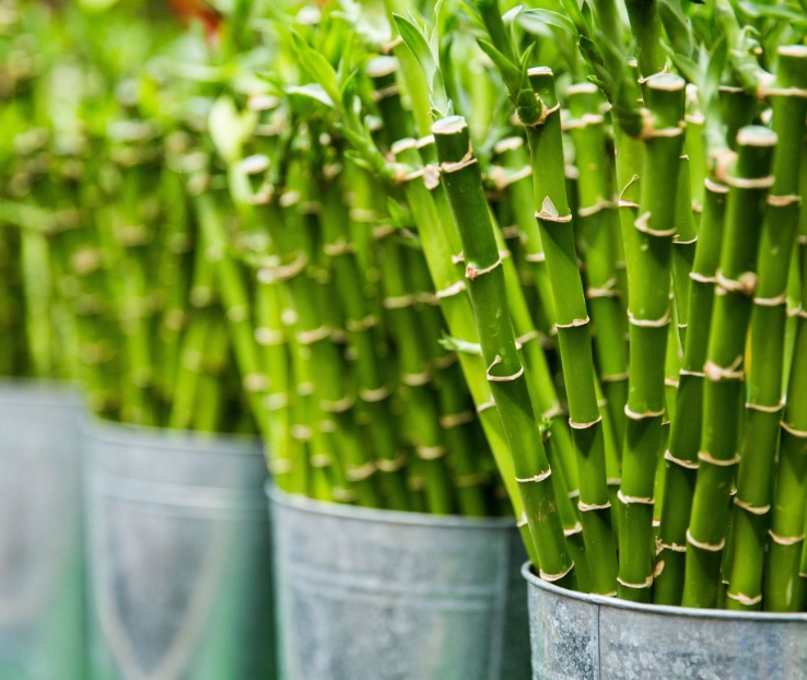 potted bamboo