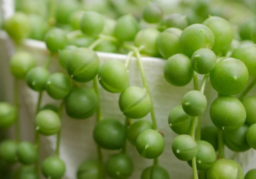 string of pearls care