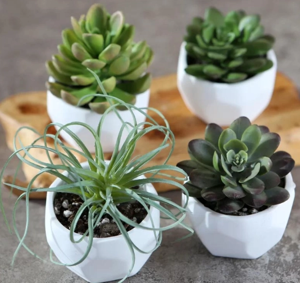 small succulent care small succulent care