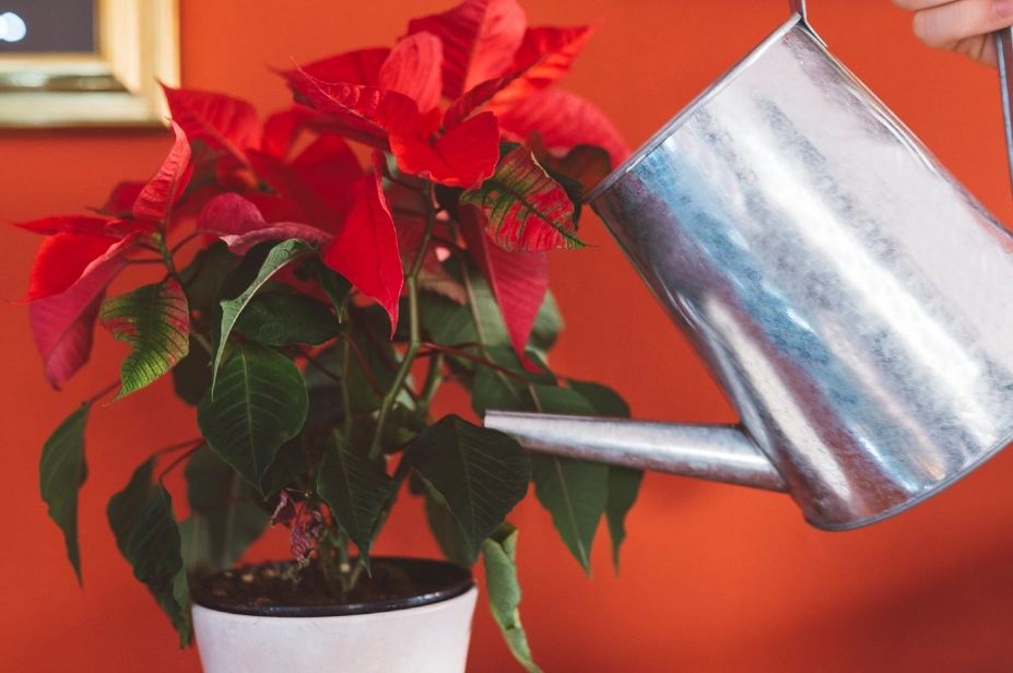 poinsettia overwatering poinsettia overwatering