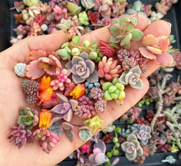 small succulent care small succulent care