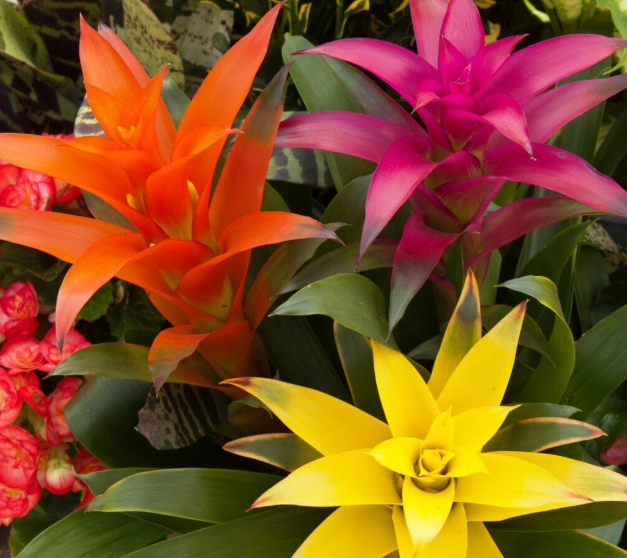 how to care for a bromeliad