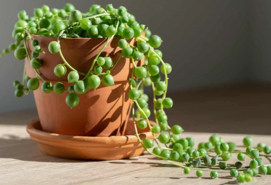how to care for string of pearls