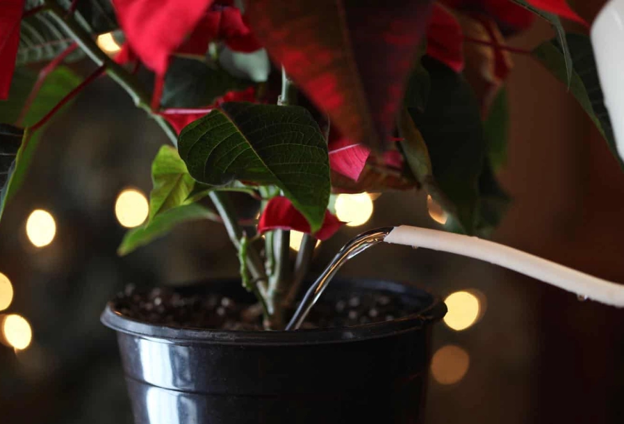 how to water poinsettia how to water poinsettia