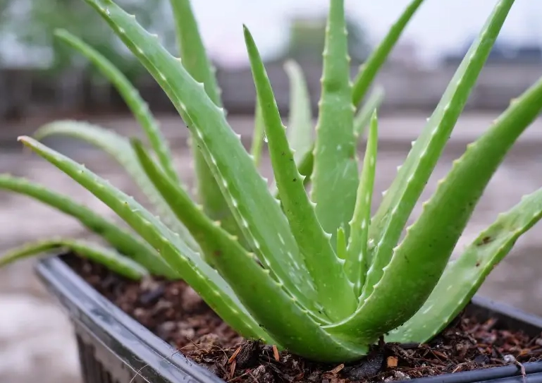 taking care of aloe vera plant