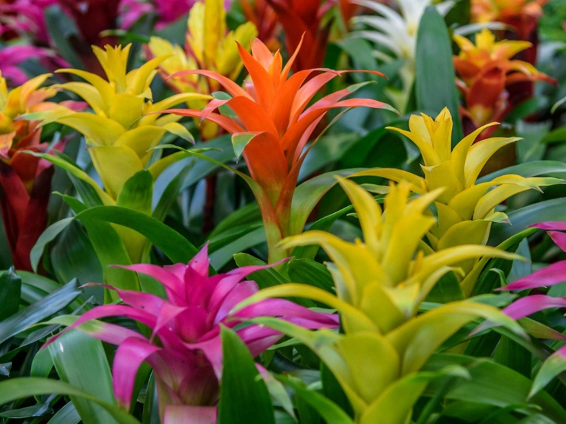 bromeliad care