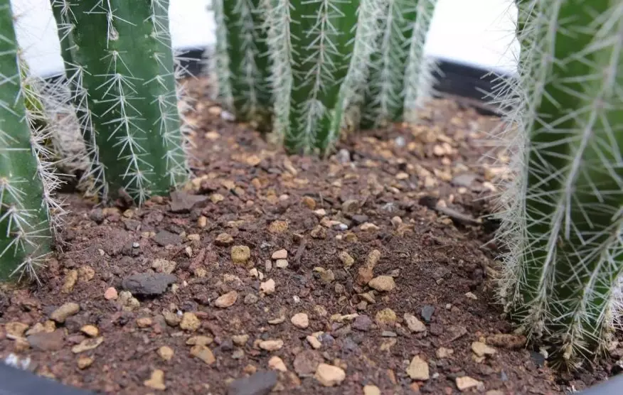 best soil for succulents