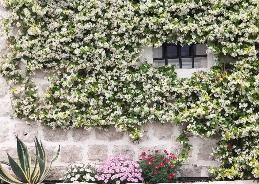 jasmine plant support