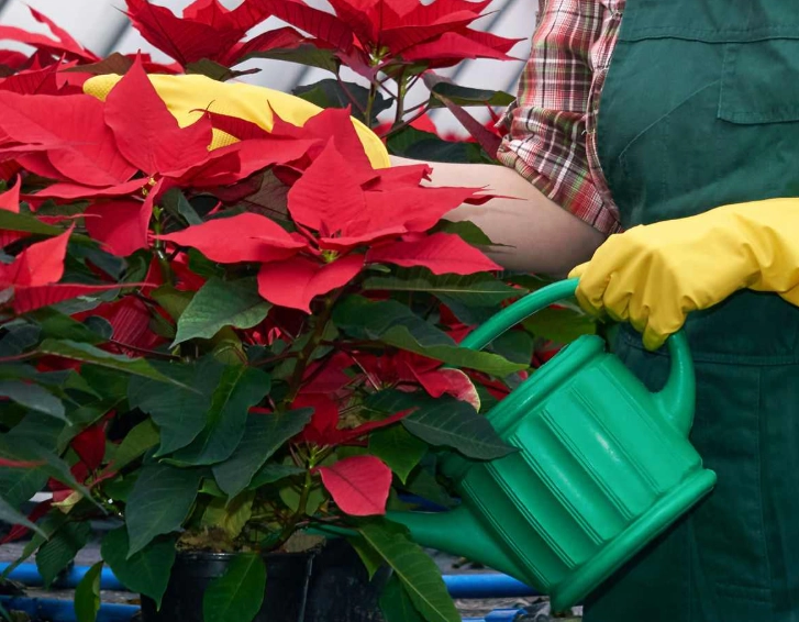 poinsettia watering