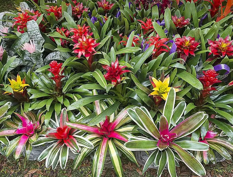 bromeliad plant watering