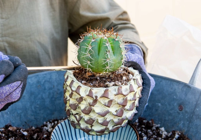 cactus potting mix