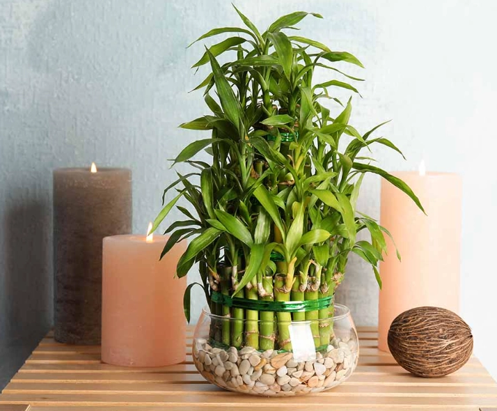 indoor bamboo plant indoor bamboo plant