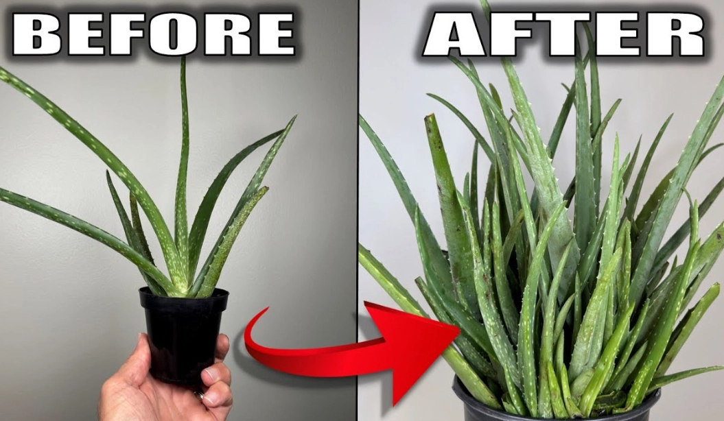 growing aloe vera indoors