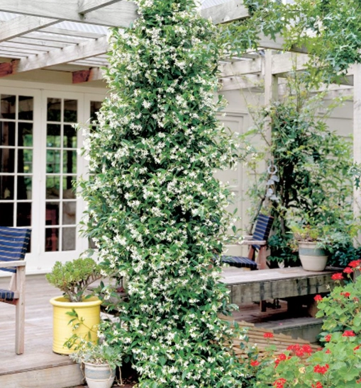 jasmine trellis ideas