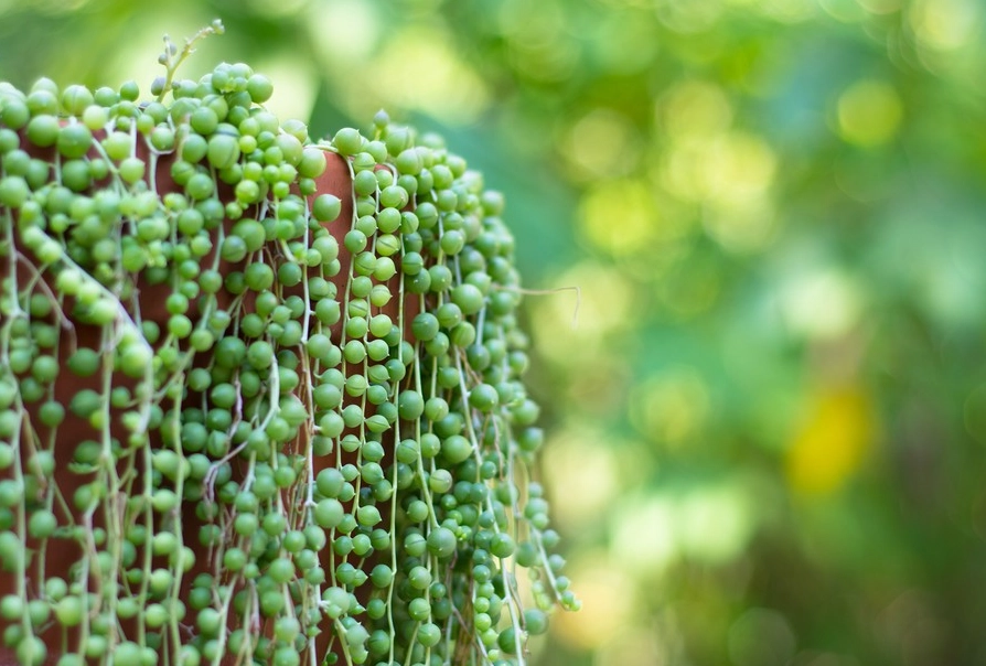 string of pearls plant watering