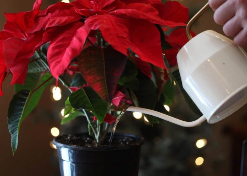 poinsettia watering schedule poinsettia watering schedule