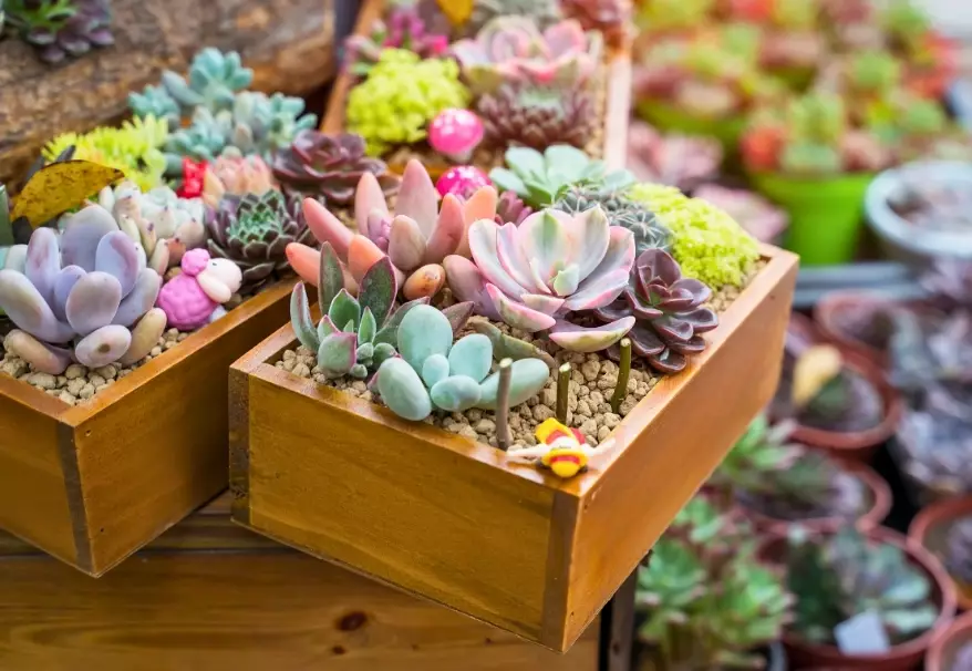 best small succulents for beginners best small succulents for beginners