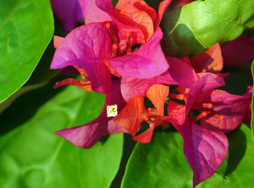 bougainvillea not blooming
