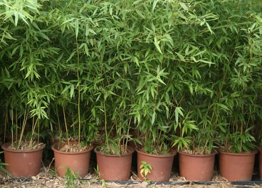 potted bamboo care potted bamboo care