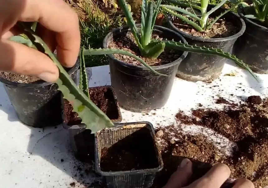 how to cultivate aloe vera