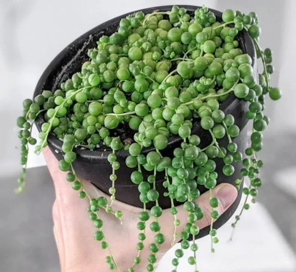 string of pearls plant watering