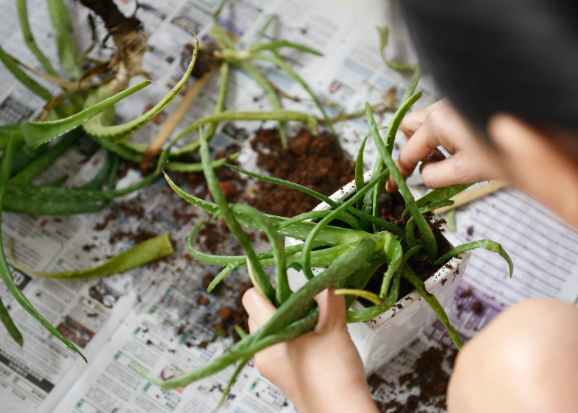 grow aloe vera