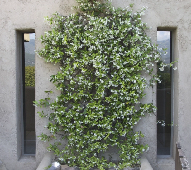 how to trellis jasmine