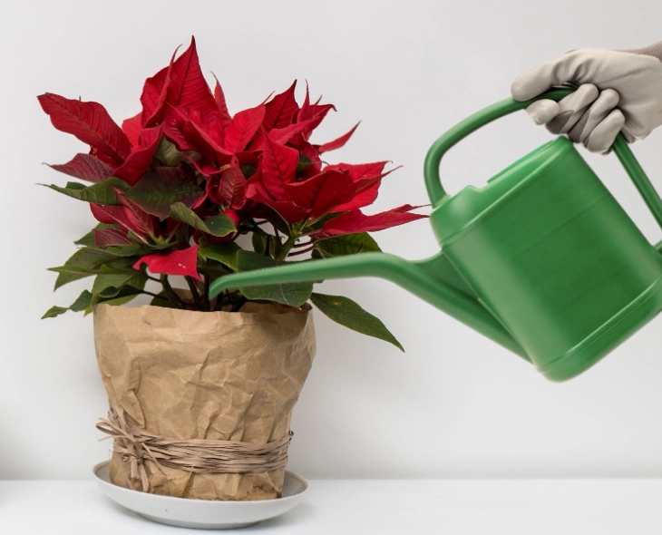 how to water poinsettia how to water poinsettia