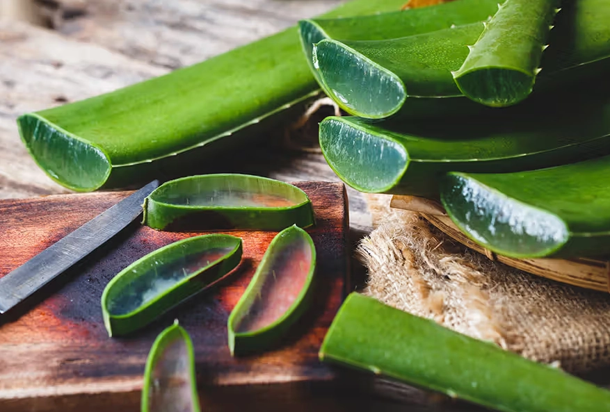 how to care for aloe vera