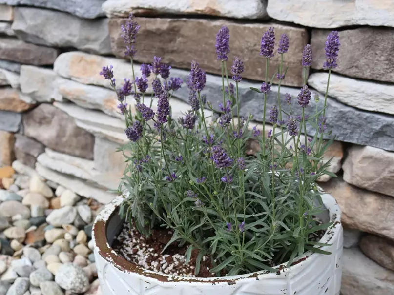 growing lavender in containers growing lavender in containers