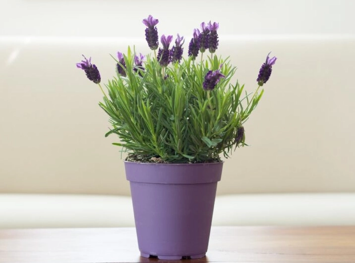 potted lavender care potted lavender care