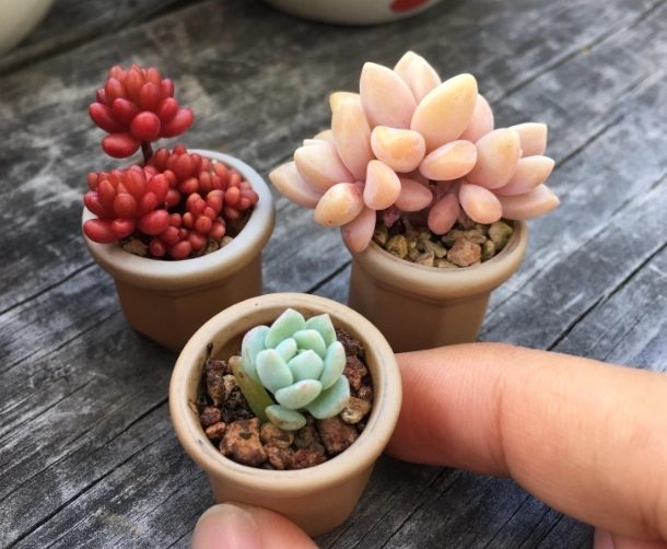 overwatering succulents overwatering succulents