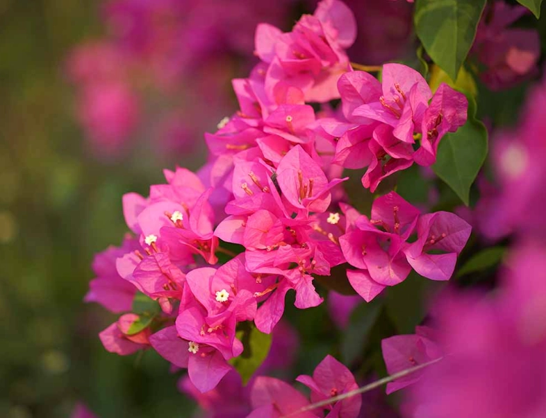 how to grow bougainvillea