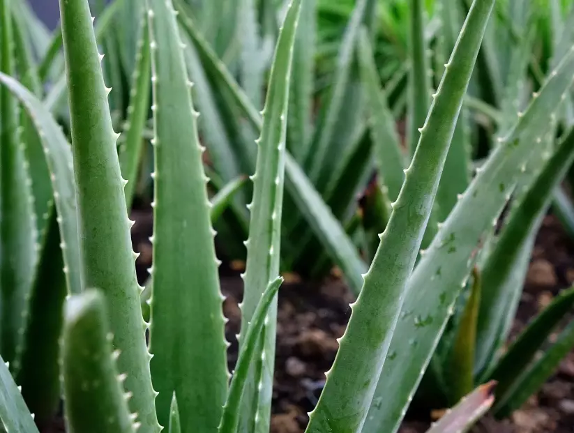 caring for an aloe vera
