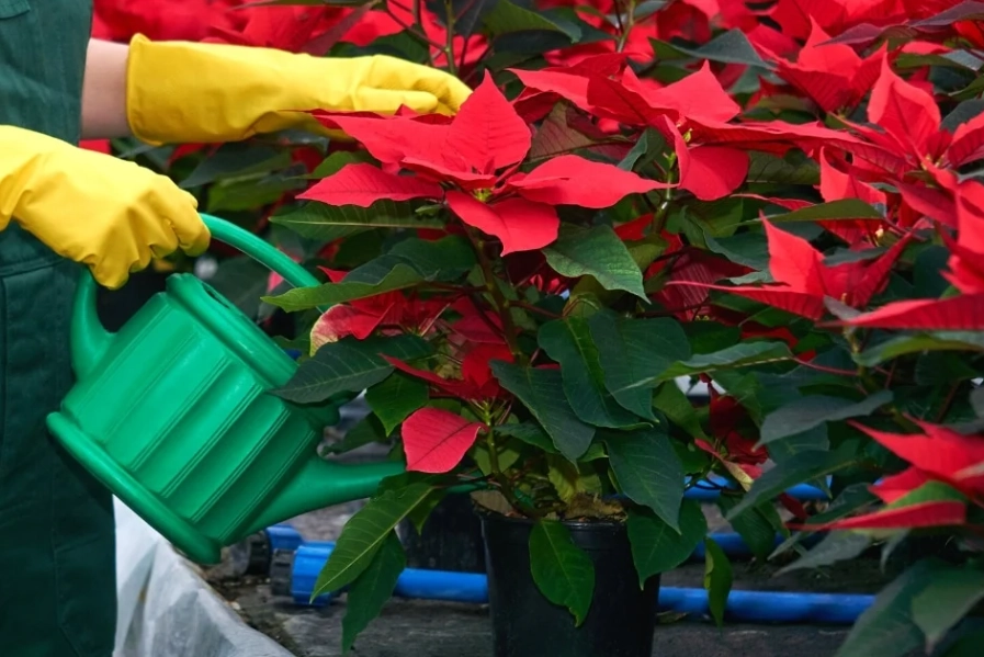 poinsettia overwatering poinsettia overwatering