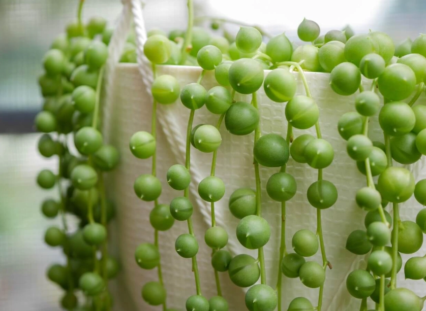 how to care for string of pearls