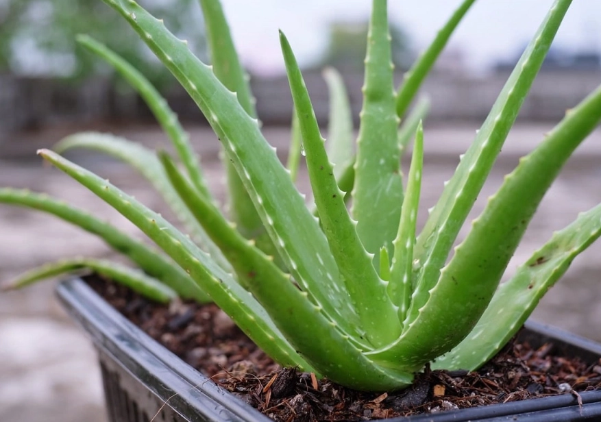 aloe vera plant care