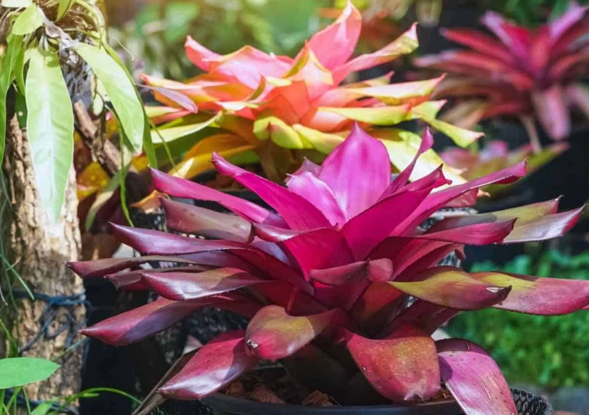 bromeliad plant care