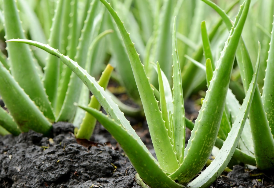 how to care for aloe vera