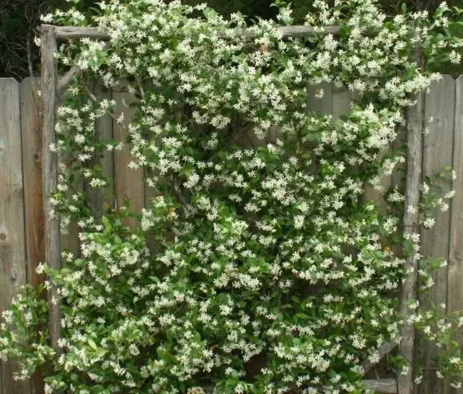 jasmine plant support