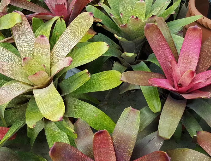 how to care for a bromeliad
