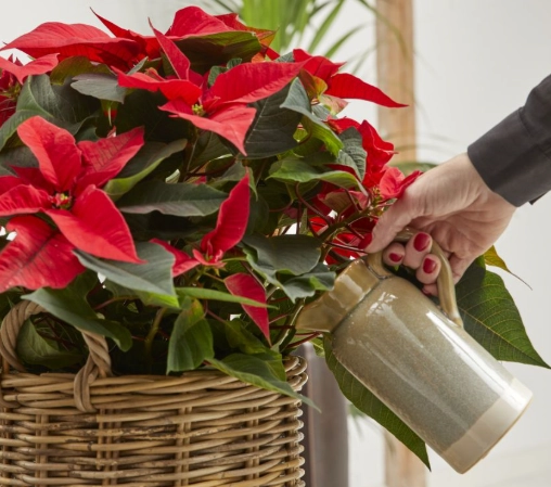 poinsettia watering schedule poinsettia watering schedule