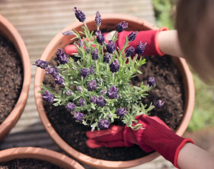 growing lavender in containers growing lavender in containers