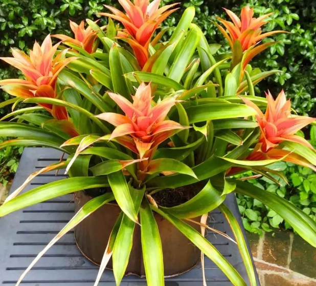 bromeliad plant watering
