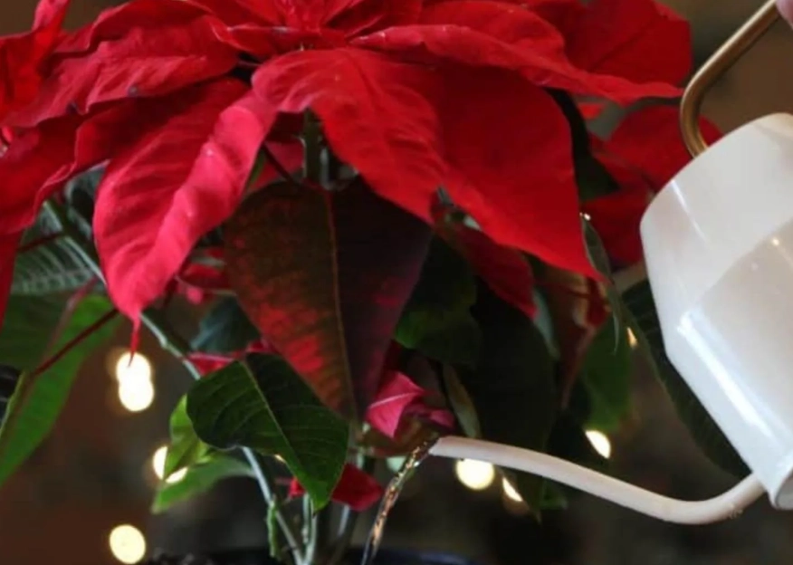 poinsettia watering schedule poinsettia watering schedule
